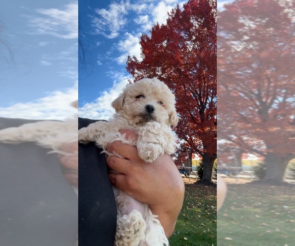 Medium Photo #3 Poodle (Miniature) Puppy For Sale in TOPPENISH, WA, USA