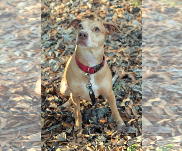 Medium Photo #11 American Staffordshire Terrier-Vizsla Mix Puppy For Sale in Arlington, VA, USA