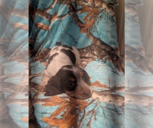 English Springer Spaniel Puppy for sale in BUFFALO, MO, USA