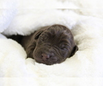 Small #7 Labrador Retriever