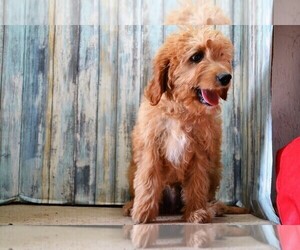 Irish Doodle Puppy for sale in NILES, MI, USA
