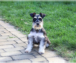 Polly - Female Schnauzer (Miniature) Puppy for Sale - Photo #2