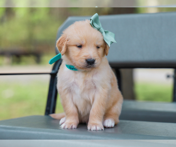Medium Photo #4 Golden Retriever Puppy For Sale in LIBERTY, KY, USA