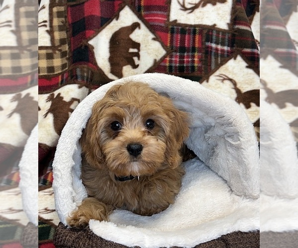 Medium Photo #7 Cavapoo Puppy For Sale in DUNDEE, OH, USA