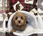 Small Photo #7 Cavapoo Puppy For Sale in DUNDEE, OH, USA