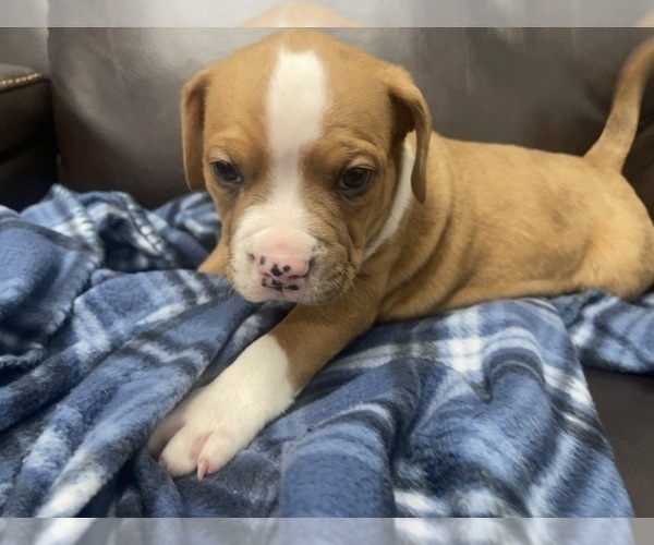 Medium Photo #86 American Bully Puppy For Sale in REESEVILLE, WI, USA