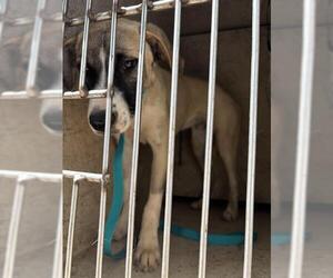 Mutt Dogs for adoption in Oklahoma City, OK, USA