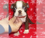 Puppy Tank Boston Terrier