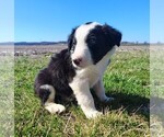 Small Photo #184 Border Collie Puppy For Sale in NORBORNE, MO, USA