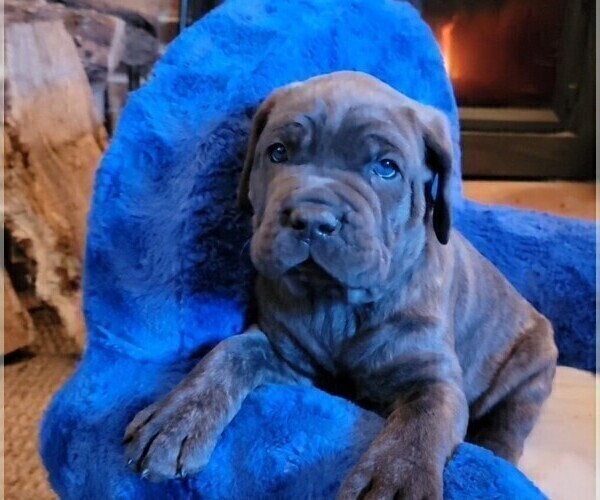 Medium Photo #5 Cane Corso Puppy For Sale in INDIANAPOLIS, IN, USA