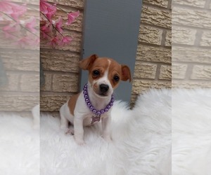 Chihuahua Puppy for sale in CARTHAGE, TX, USA