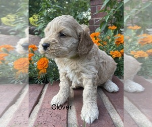 Cockapoo-Poodle (Miniature) Mix Puppy for sale in BRISTOW, OK, USA