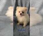 Puppy Gimli Pomeranian