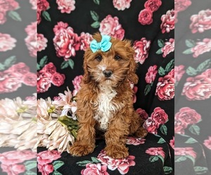 Cocker Spaniel Puppy for sale in NOTTINGHAM, PA, USA