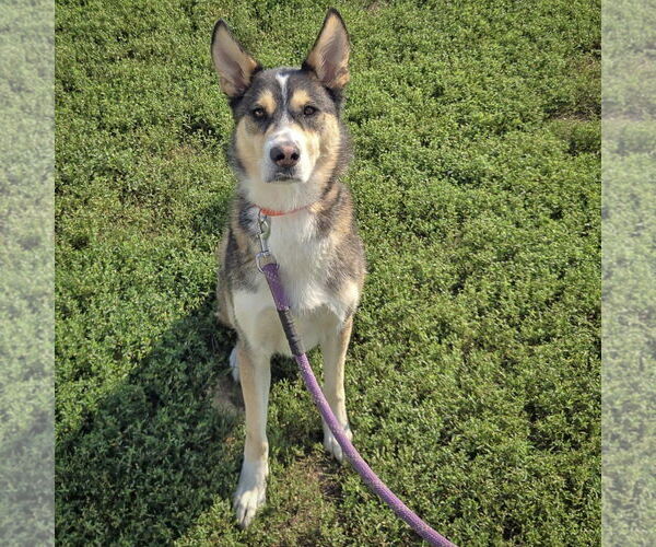 Medium Photo #6 German Shepherd Dog-Huskies  Mix Puppy For Sale in Huntley, IL, USA