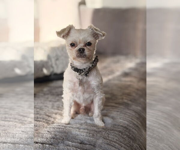 Medium Photo #1 Mutt Puppy For Sale in Menifee, CA, USA