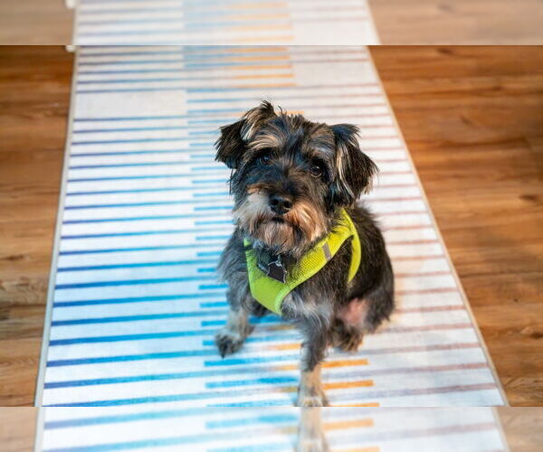 Medium Photo #4 Miniature Schnauzer-Unknown Mix Puppy For Sale in Mundelein, IL, USA