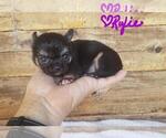 Small Photo #5 Chihuahua Puppy For Sale in POTEAU, OK, USA