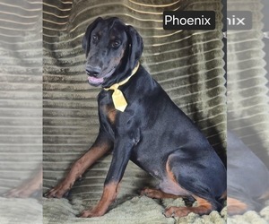 Doberman Pinscher Puppy for sale in POMEROY, OH, USA