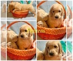 Small Photo #17 Golden Retriever-Goldendoodle Mix Puppy For Sale in LEICESTER, NC, USA