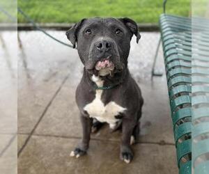 Mutt Dogs for adoption in Modesto, CA, USA