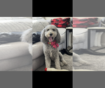 Small Photo #1 Bernedoodle Puppy For Sale in BELMONT, NC, USA