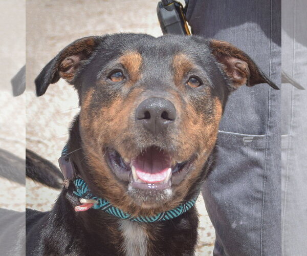Medium Photo #2 Catahoula Leopard Dog-Rottweiler Mix Puppy For Sale in Huntley, IL, USA