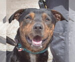 Small #1 Catahoula Leopard Dog-Rottweiler Mix