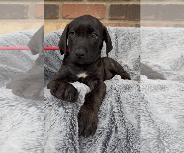 Medium Photo #1 Mutt Puppy For Sale in Goodyear, AZ, USA