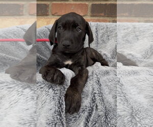 Mutt Dogs for adoption in Goodyear, AZ, USA