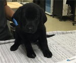 MARY ANN - Female Labrador Retriever Dog for Adoption - Small photo