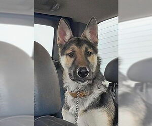 German Shepherd Dog Dogs for adoption in Modesto, CA, USA