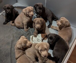 Labrador Retriever Litter for sale in FREDERICKTOWN, OH, USA