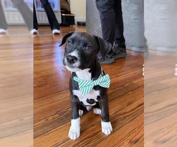 Medium Photo #1 Labrador Retriever-Unknown Mix Puppy For Sale in San Antonio, TX, USA