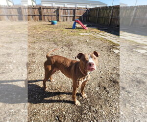 Gingy - Male Mutt Dog for Adoption - Photo #5