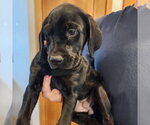 Small #1 Colonial Cocker Spaniel-Retriever  Mix