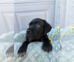 Small #1 Mutt