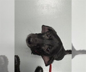 Labrador Retriever-Unknown Mix Dogs for adoption in St. Cloud, FL, USA