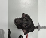 Small Labrador Retriever Mix
