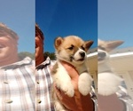 Small Photo #4 Pembroke Welsh Corgi Puppy For Sale in SPENCER, TN, USA