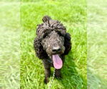 Small #1 Poodle (Standard)