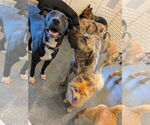 Small #4 Great Dane-Labrador Retriever Mix