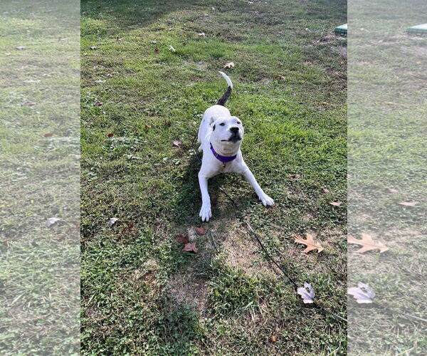 Medium Photo #20 American Pit Bull Terrier-Unknown Mix Puppy For Sale in Derwood, MD, USA