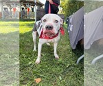 Small Photo #1 American Pit Bull Terrier-Unknown Mix Puppy For Sale in Germantown, OH, USA