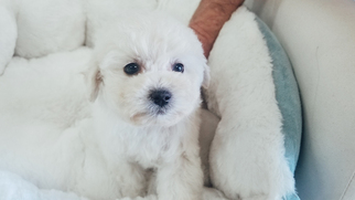 Medium Maltipoo