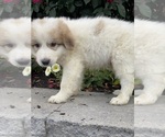 Small #1 Great Pyrenees