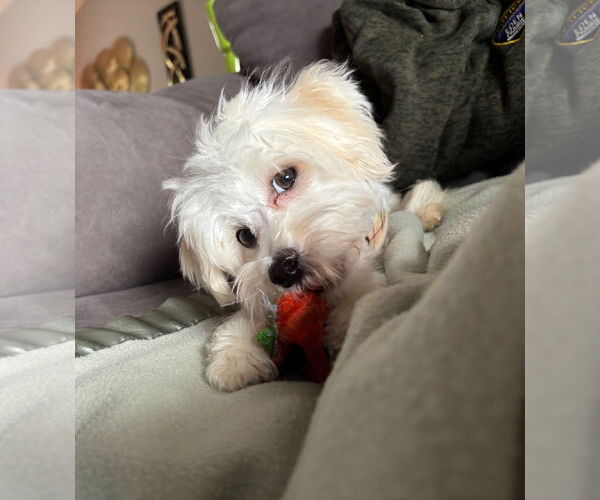 Medium Photo #3 Maltipoo Puppy For Sale in St. Louis Park, MN, USA