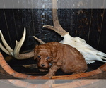 Small #3 Cavapoo