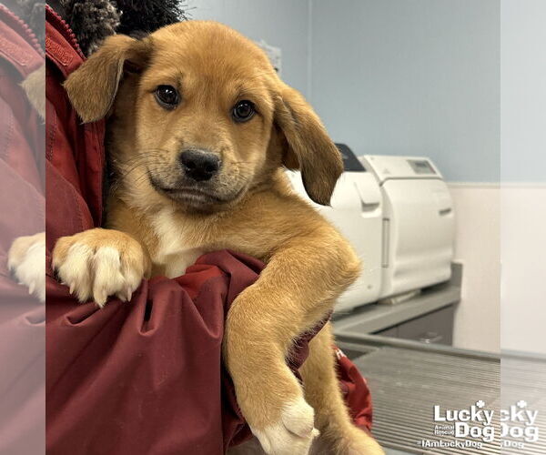 Medium Photo #1 Golden Retriever-Unknown Mix Puppy For Sale in Washington, DC, USA