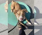 Small #17 Australian Shepherd-Catahoula Leopard Dog Mix